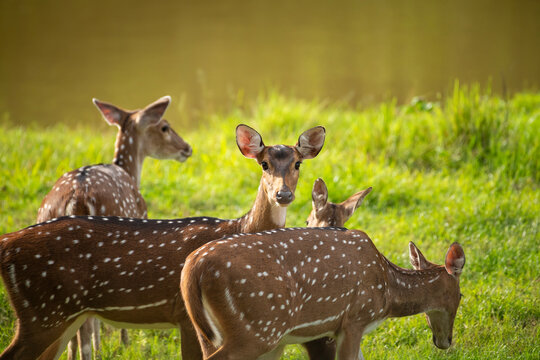 Chital also called Spotted deer and Axis deer