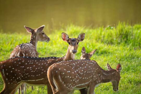 Chital also called Spotted deer and Axis deer