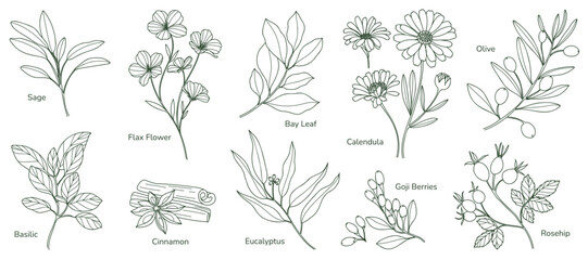 minimal Herb botanical graphic sketch line art drawing, trendy tiny design, leaf elements vector illustration © babeer