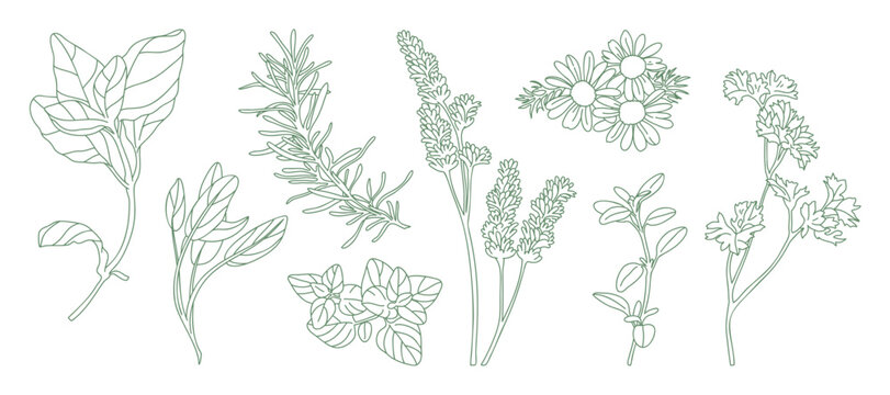 minimal Herb botanical graphic sketch line art drawing, trendy tiny design, leaf elements vector illustration