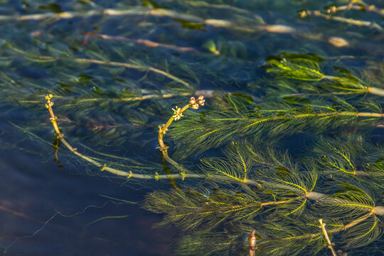 Ceratophyllum demersum aquatic plant in a stream