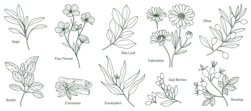 minimal Herb botanical graphic sketch line art drawing, trendy tiny design, leaf elements vector illustration