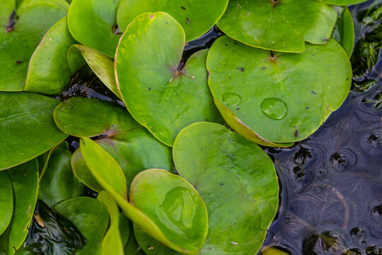 Hydrocharis morsus-ranae, frogbit, is a flowering plant belonging to the genus Hydrocharis in the family Hydrocharitaceae. It is a small floating plant resembling a small water lily