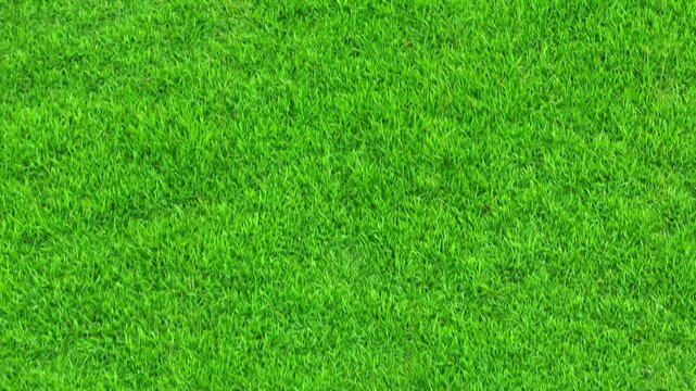 Drone perspective of a thick green lawn surface, illustrating healthy vegetation, proper maintenance, and sustainable outdoor space management for long-lasting turf quality.
