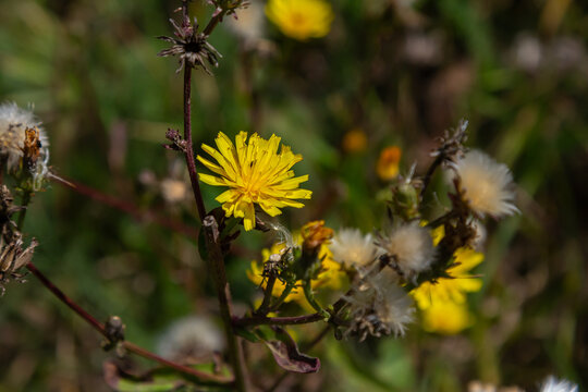 Hieracium laevigatum or smooth hawkweed. Hieracium, known by the common name hawkweed and classically as hierakion. Floral desktop background. Hieracium caespitosum, commonly known as meadow hawkweed