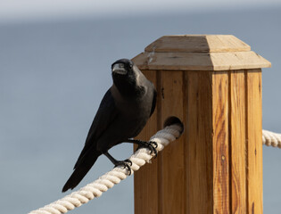 Fototapeta premium black raven on the background of the sea