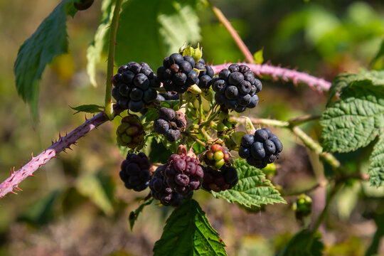 Close-up shot of the European dewberry Rubus caesius growing in the forest with maturing, ripe fruits in bright sunlight