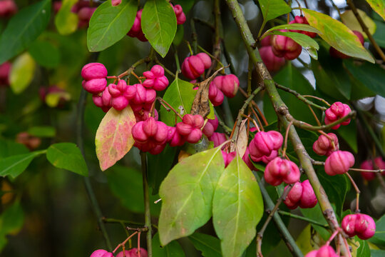 European Spindle Euonymus europaea in park. Red Cascade An autumnal close up image of the deciduous shrub euonymus europaeus