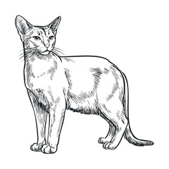 Obraz premium Elegant domestic cat illustration standing gracefully, showcasing its sleek body and alert expression in a detailed vintage engraving style.