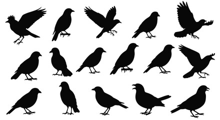 Obraz premium A collection of diverse black bird silhouettes perched and in flight silhouette