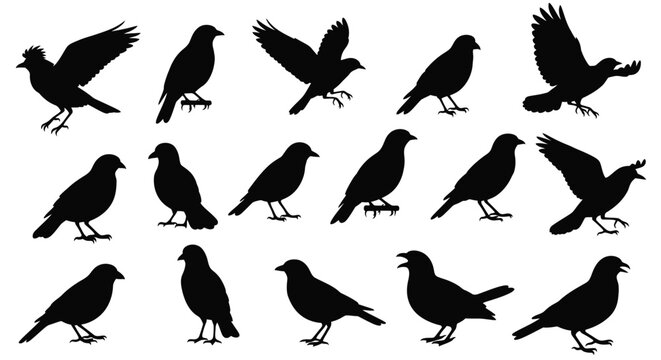 A collection of diverse black bird silhouettes perched and in flight silhouette