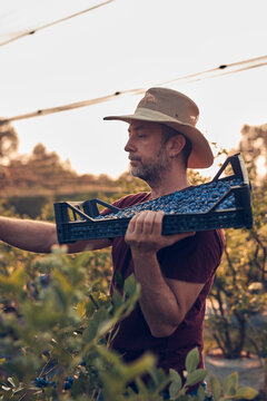 Farmer picking fresh blueberries on a farm.