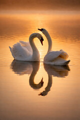 Fototapeta premium Romantic Swans Forming Heart Shape at Golden Sunset with Reflection