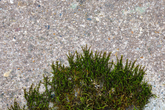 Bright green moss growing on an old, rough concrete surface. Textured contrast between live nature and man-made stone. Macro photography of details, perfect for a background.