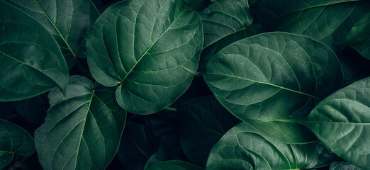 Naklejka premium closeup tropical green leaves texture and dark tone process, abstract nature pattern background