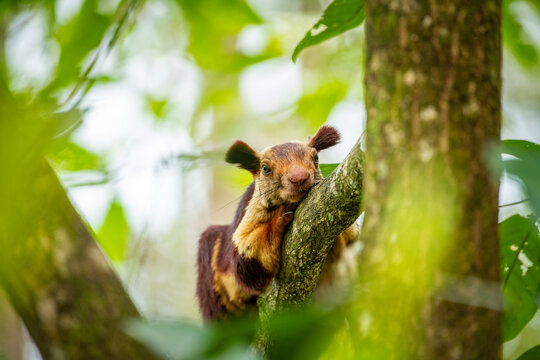 Malabar Giant Squirrel, Indian Giant Squirrel, Squirrel jumping, giant Squirrel resting