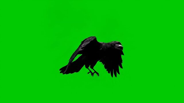 A black raven flying slowly and cawing, isolated on a solid green screen alone, slowly, gothic