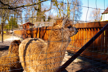 Fototapeta premium Alpaca standing behind a mesh fence. Petting zoo. Animal rehabilitation. Horizontal and blurred photo