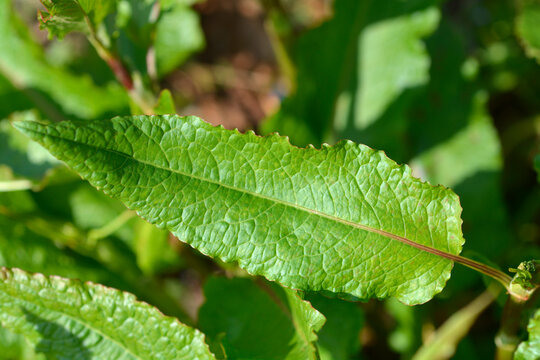 A single elongated green leaf of a curly dock plant features a prominent red central vein and highly textured wavy edges - latin name - Rumex crispus;