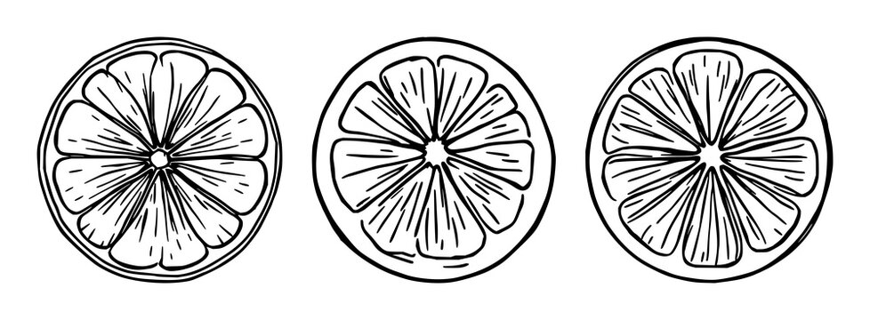 Lemon slice set with bright, simple line art citrus icon featuring lemon, citrus, fruit with minimal outline and clean design