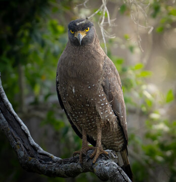 Crested serpent eagle perched on branch in tropical forest Sri Lanka