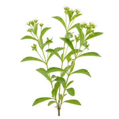 Obraz premium A green plant with white flowers isolated on transparent background
