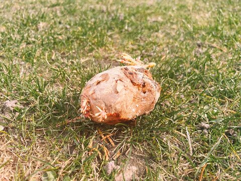 Spoiled potato with sprouting eyes