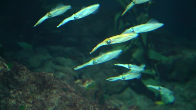 School of small squid swimming in dark blue water of an aquarium. Glowing marine life underwater with rocks and seaweed background. Marine biology and sea life observation concept for nature study.