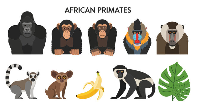 Illustration of various African primates including apes monkeys and a lemur with a banana and leaf