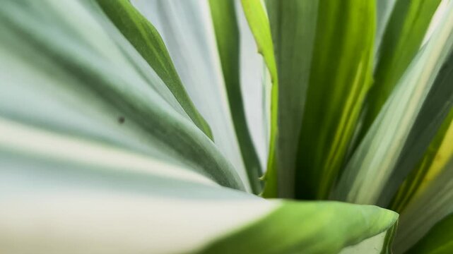 Extreme close up of variegated yucca leaves with green and white stripes in soft daylight, 4k video