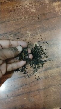 This is how Chinese tea leaves compare to Indian tea leaves.