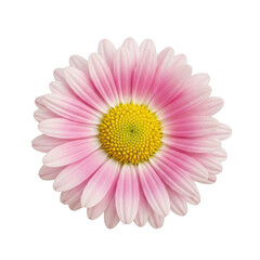 Obraz premium A pink daisy flower with a yellow center isolated on transparent background