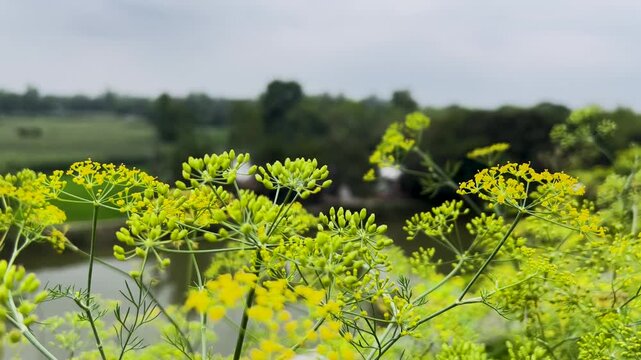 Aerial drone shot of blooming yellow fennel flowers with a scenic pond and rural village landscape, 4k video