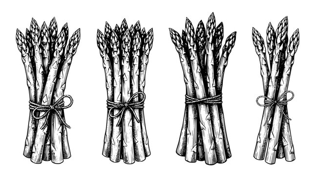 Bundles of fresh asparagus tied with string illustration