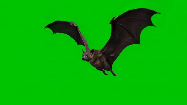 A large bat flying gracefully and flapping its wings, isolated on a solid green screen isolated, flying, shadow