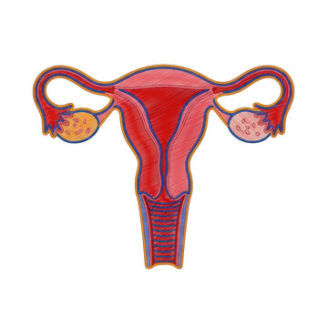 A detailed illustration of a human female reproductive system isolated on transparent background