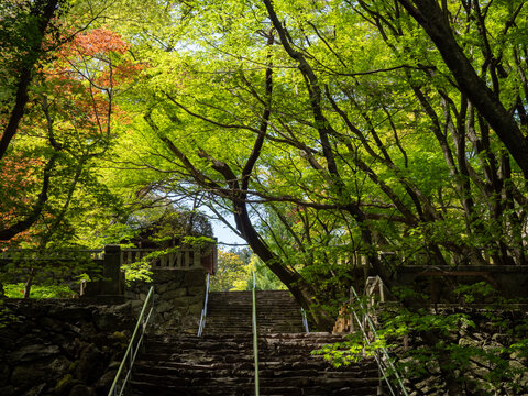 Steep stone stairs surrounded by mountain forest leading to Negoroji, temple number 82 of Shikoku pilgrimage - Takamatsu, Japan