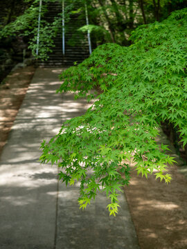 Japanese maple tree branch with fresh green leaves in springtime - Takamatsu, Shikoku, Japan