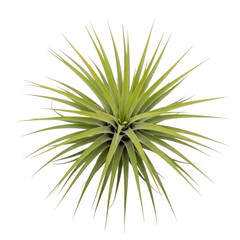 Fototapeta premium A green plant with long spiky leaves isolated on transparent background