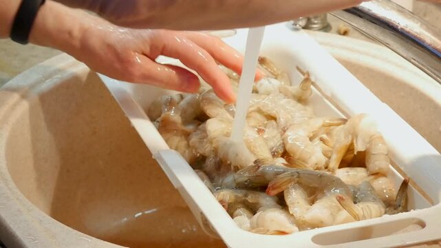 Woman washing fresh shrimp in white colander under running water. Cook preparing seafood for meal. Culinary process of cleaning raw shellfish in domestic kitchen.