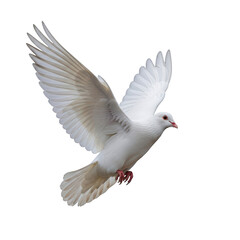 Obraz premium A white dove in flight with wings spread isolated on transparent background
