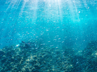 Fototapeta premium キビナゴ, ニシン科, 英名学名：Silver-Stripe Round Herrings, Spratelloides gracilis, Sardine Tornado, 他。 ヒリゾ浜南伊豆町中木 静岡県伊豆半島-2025 日本有数のシュノーケリングスポット。 夏の数カ月間だけ渡し船で行ける。 水質透明度魚影が素晴らしい。 