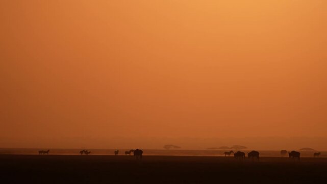 Masai Mara Sunrise with Thousands of Wildebeest