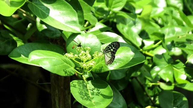 Mud Dauber Wasp Building Nest with Wet Soil in Natural Habitat