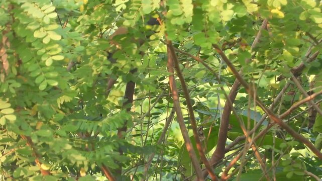 Beautiful Rufous bird sitting on tree . wind