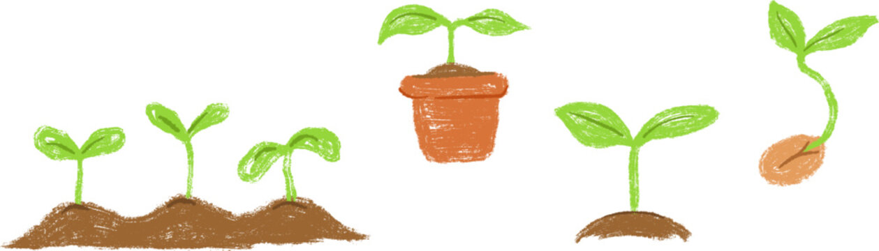 Crayon textured illustrations of young green seedlings growing in soil and clay pots. Focus on plant life cycle and growth stages with hand drawn artistic feel