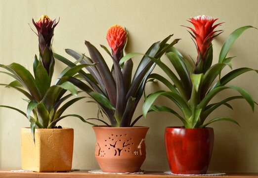 blooming guzmania conifera plants in the pot