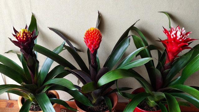 Guzmania conifera houseplant with beatuful red flower in bloom
