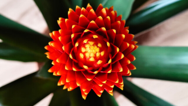 Guzmania conifera houseplant with beatuful red flower in bloom