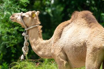 Side profile portrait of a dromedary camel (Camelus dromedarius) with a rope halter against a blurred green forest background. © Renhue